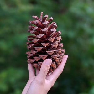 3 Large Natural Pine Cones | Seasonal Display | Christmas Decor | Natural Decorations | Rustic Decor | Scandi Hygge