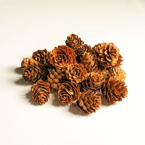 May include: A collection of brown pine cones, some with a slightly reddish hue, arranged in a pile on a white background.
