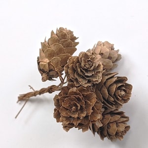 May include: A cluster of six brown pine cones, arranged in a bouquet-like shape, with a natural twig stem.