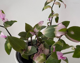 Plante entière Tradescantia Blushing Bride