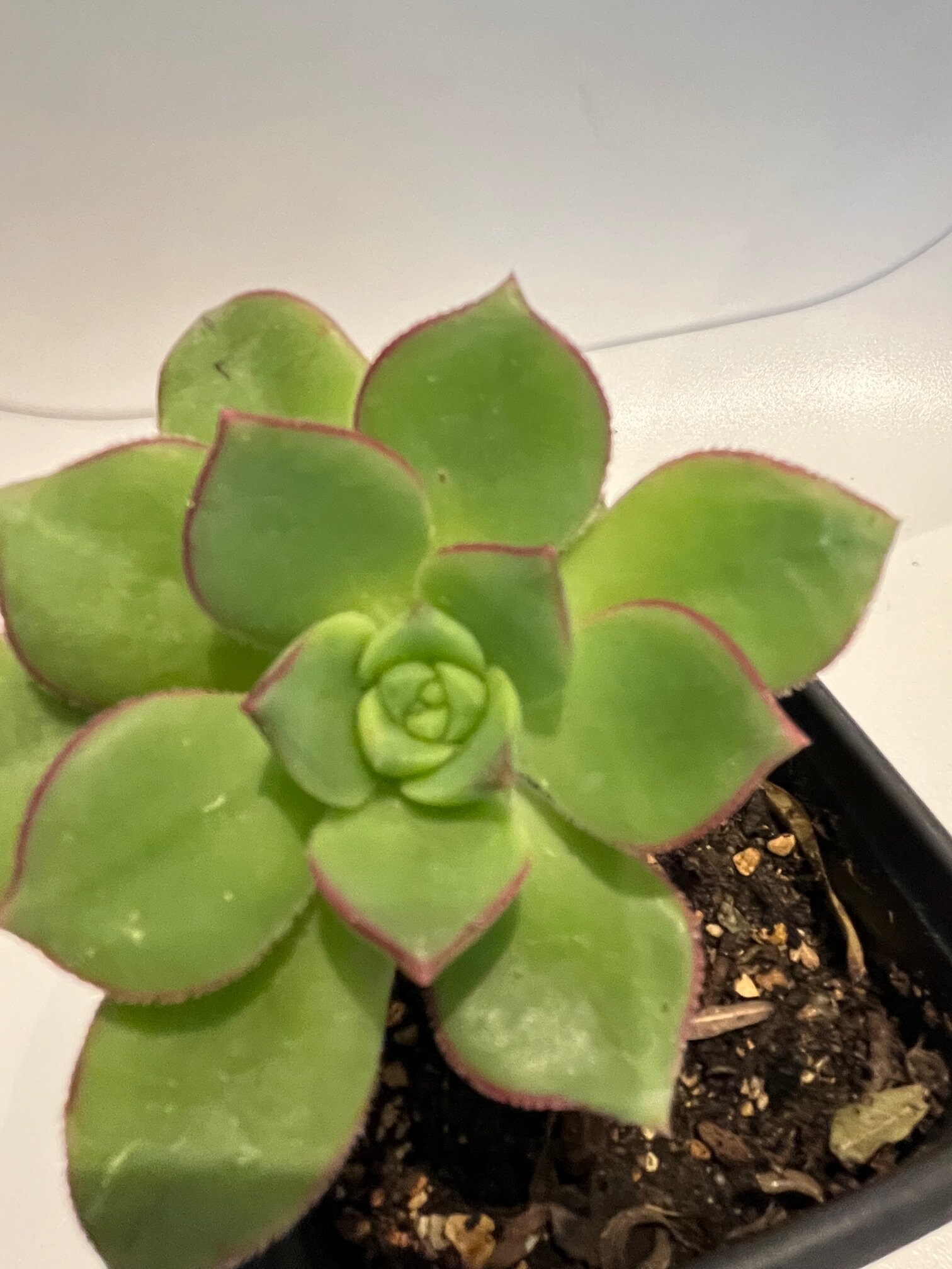 Aeonium Volkeri