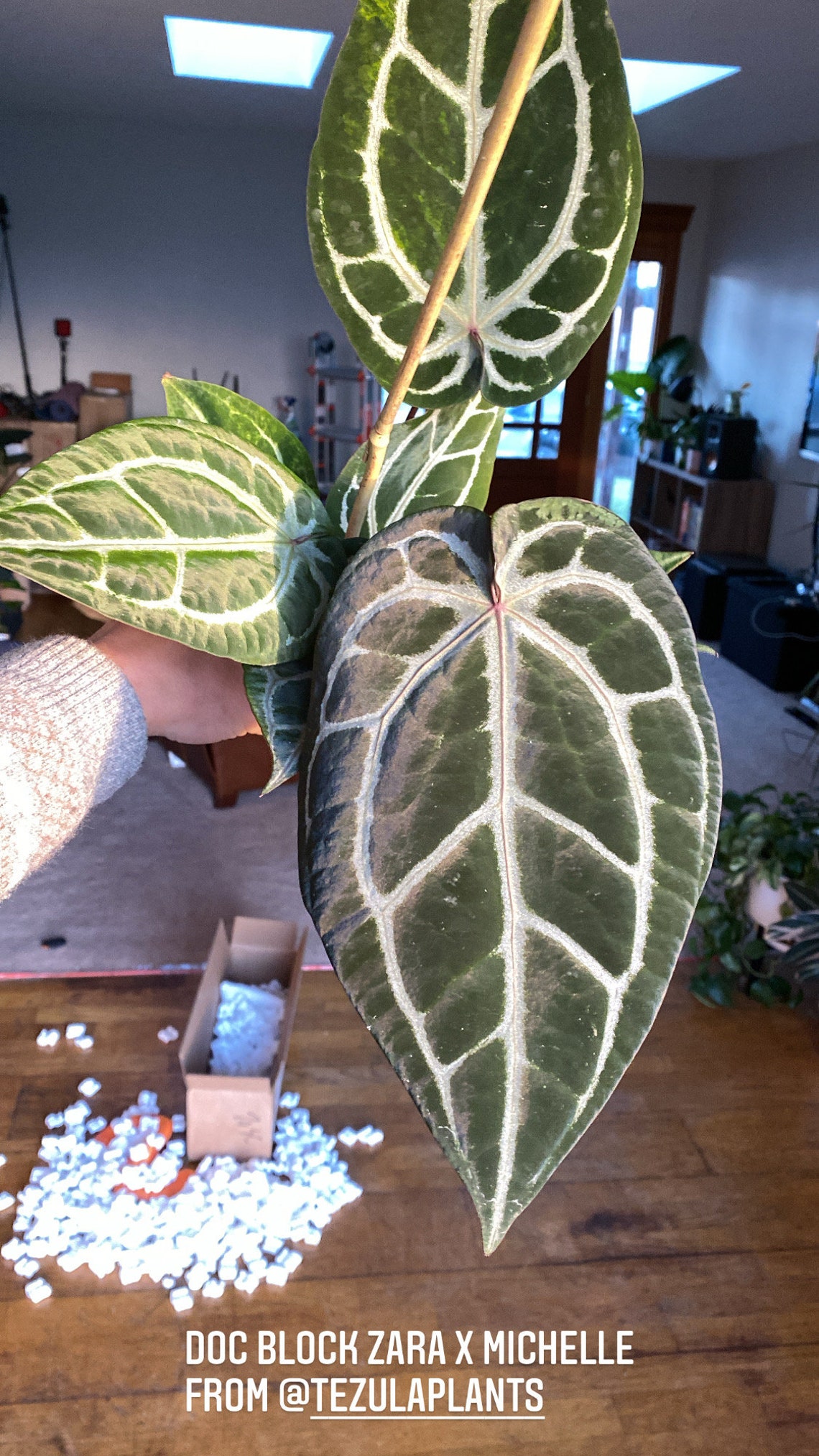 Anthurium Zara X Michelle Etsy