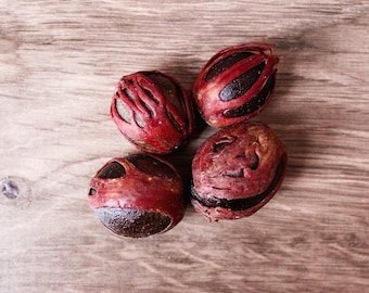 Grenada Gold Nutmeg w/ Mace