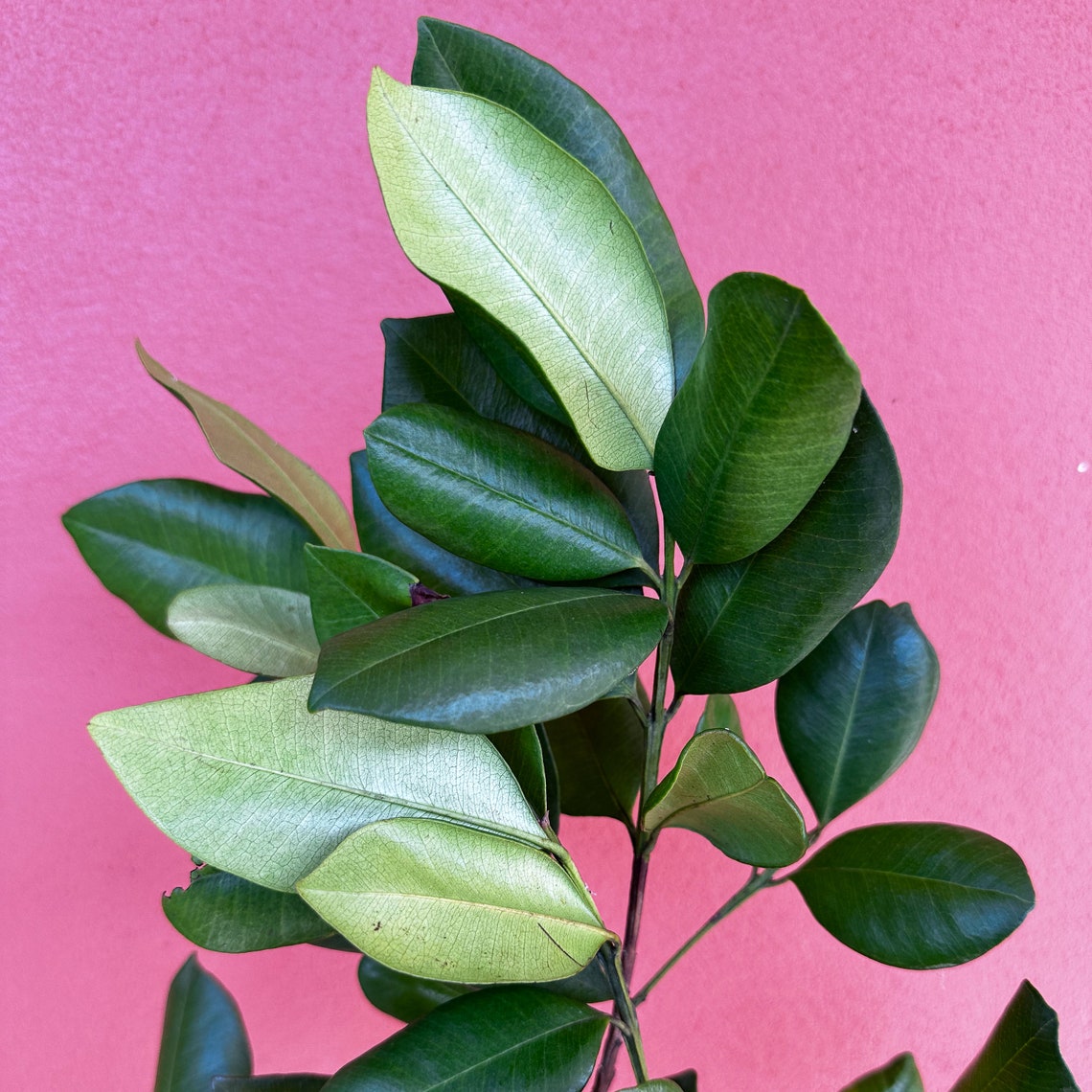 Grenada Borden West Indian Bay Leaf Etsy