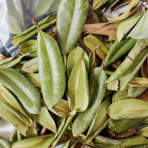 Grenada Borden West Indian Bay Leaf Etsy Australia