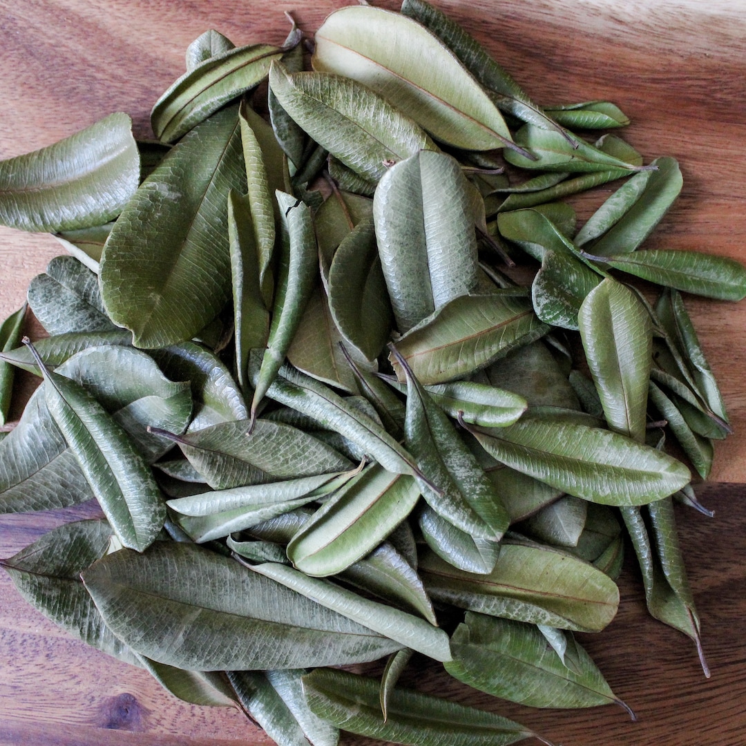 Grenada Borden West Indian Bay Leaf Etsy