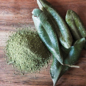 Grenadian Ground Borden | West Indian Bay Leaf