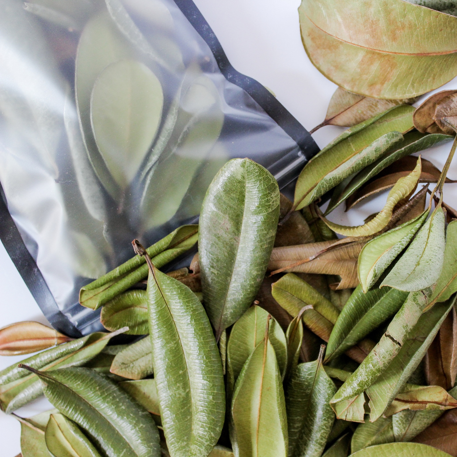 Grenada Borden West Indian Bay Leaf Etsy Australia