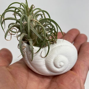May include: A white ceramic seashell planter with a green air plant growing inside.