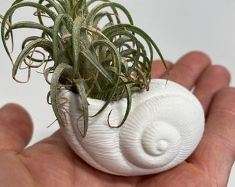 Snail Shell Airplant vase