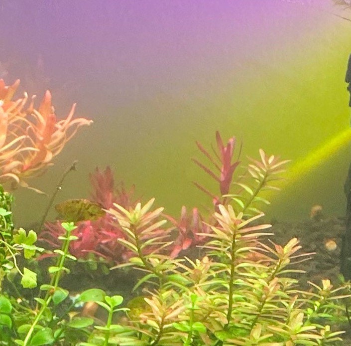 Home & Hobby Beautiful pink stem plant 25 stems Rotala wallichii Live