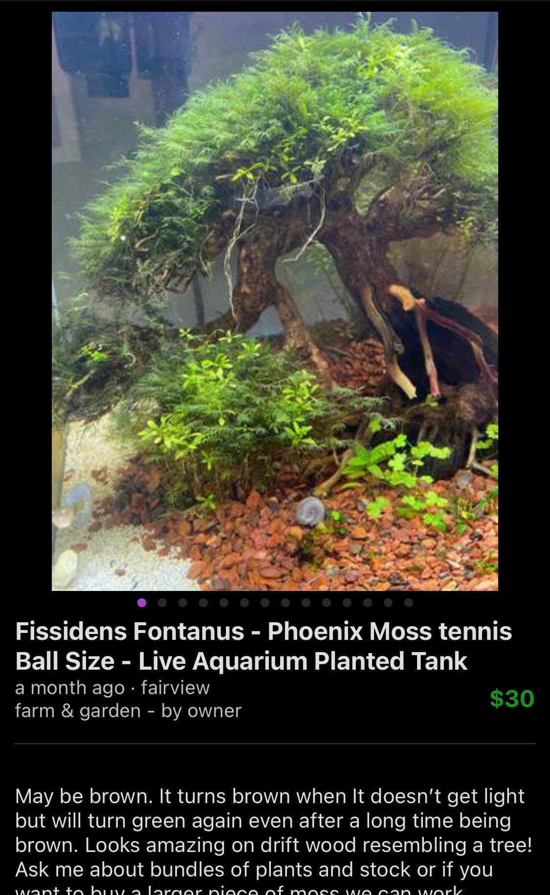 Home & Hobby Beautiful pink stem plant 25 stems Rotala wallichii Live