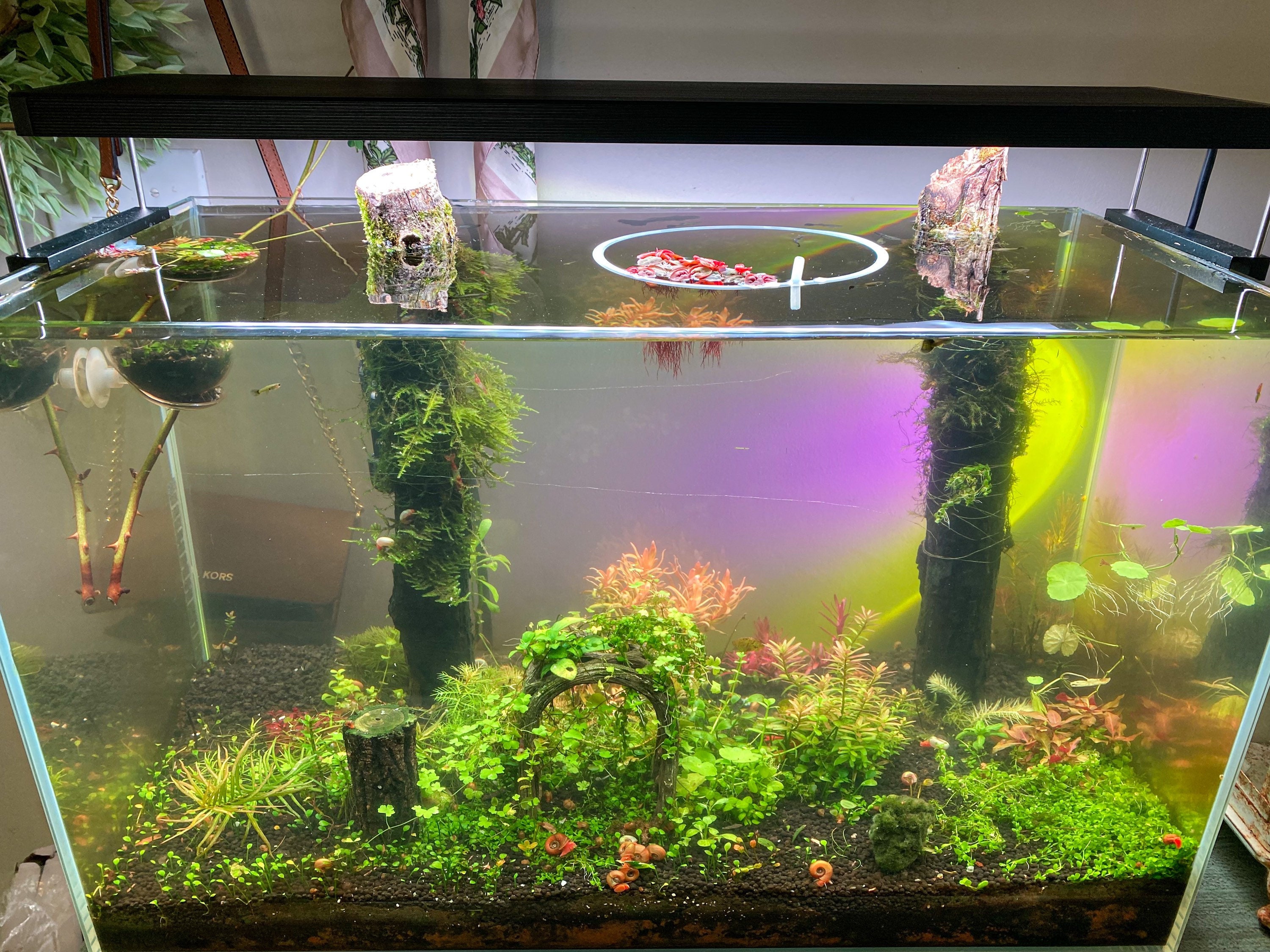 Home & Hobby Beautiful pink stem plant 25 stems Rotala wallichii Live