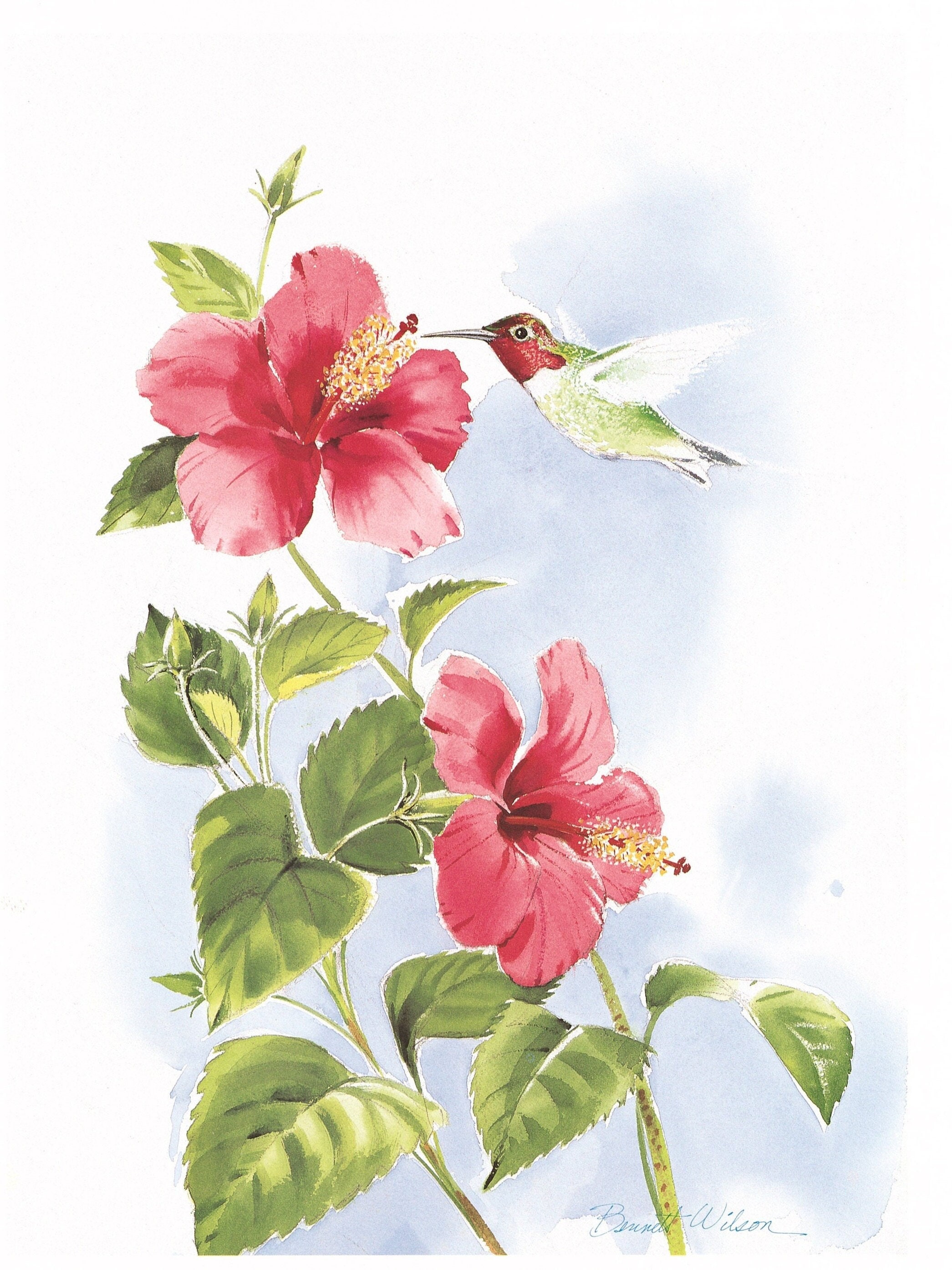Hummingbird prints anna s hummingbird watercolor prints hummingbirds of