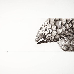 Pangolin