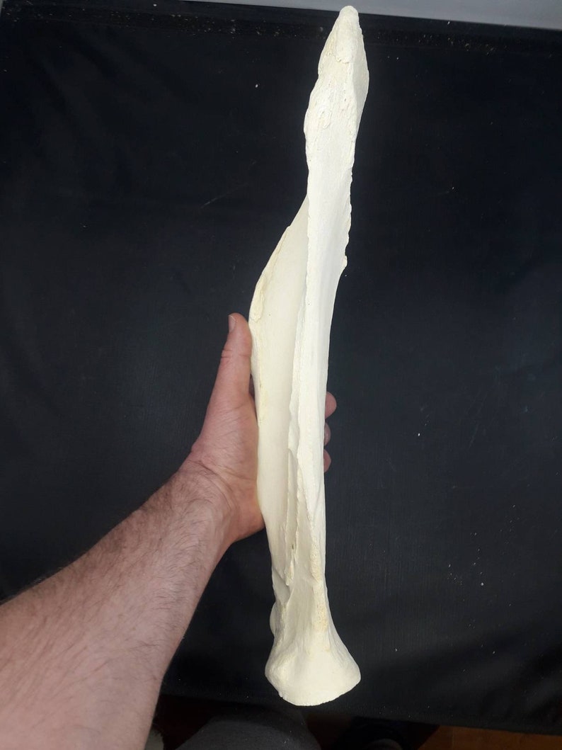 Natural Cow Scapula Bone Real Cow Shoulder Blade Bone Etsy