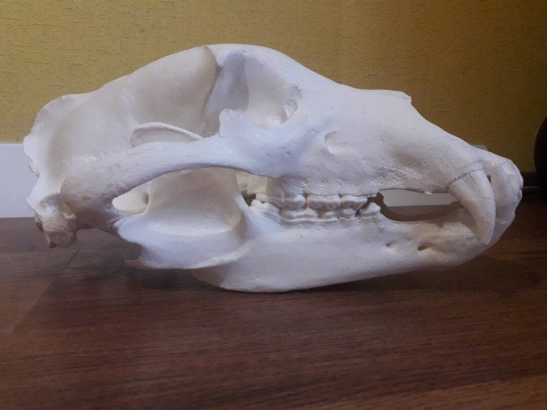 Replica Brown Bear Skull. High Detail, Highquality Plastic, Real