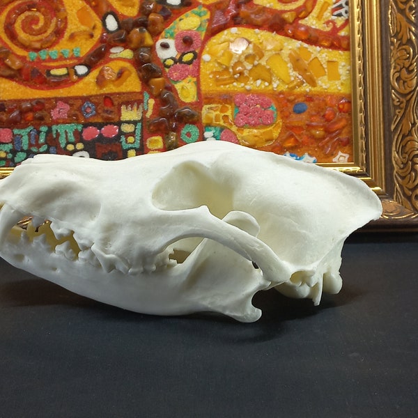 Replica wolf skull. High detail, high-quality plastic, highly realistic figure weight, 1:1 size