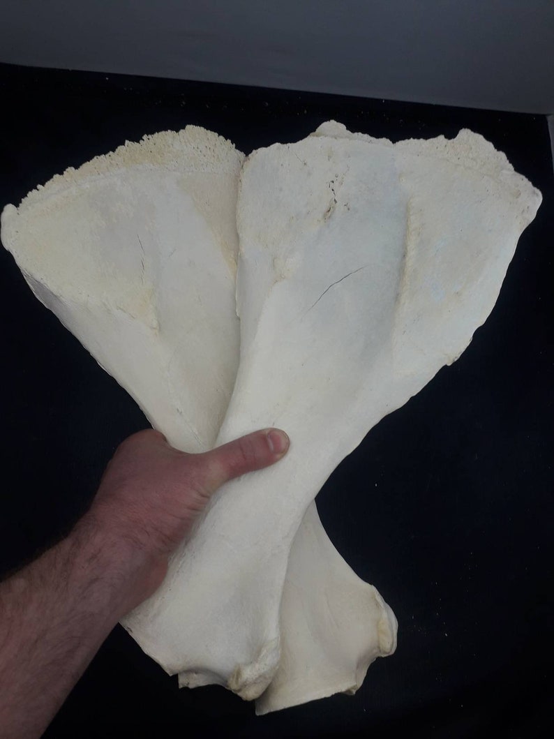 Natural Cow Scapula Bone Real Cow Shoulder Blade Bone Etsy Canada