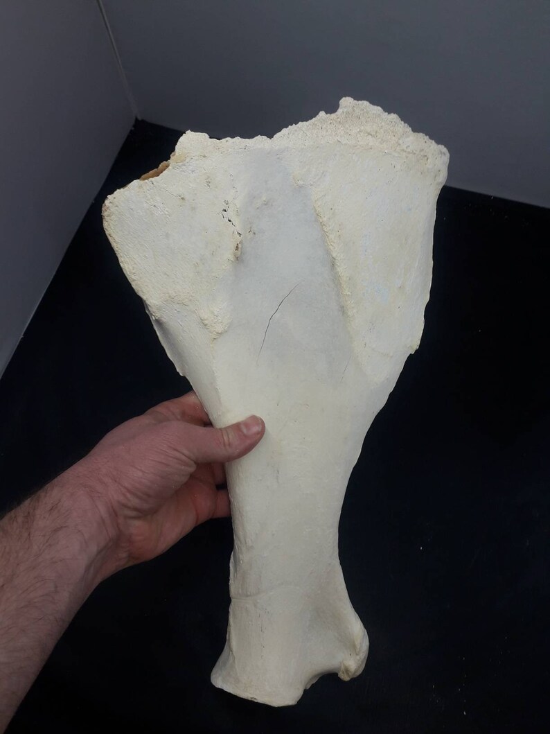Natural Cow Scapula Bone Real Cow Shoulder Blade Bone Etsy Canada