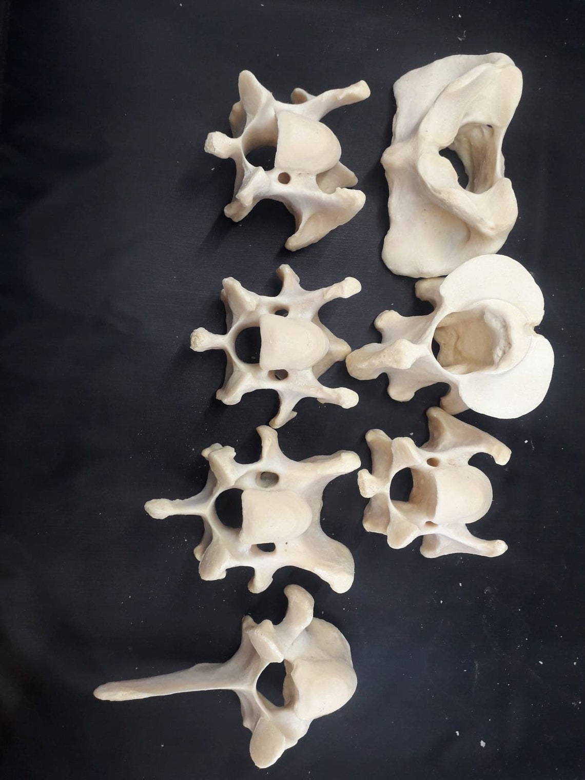 Natural Cow Cervical Vertebrae Bones Set Real Cow Cervical Etsy