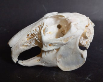 Cráneo de conejo real / Cráneo de conejo natural, procesado, limpiado, desengrasado, blanqueado