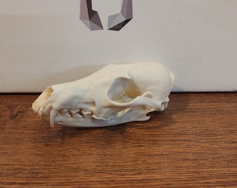 Real red fox skull. Fox skull with jaw F5.0321
