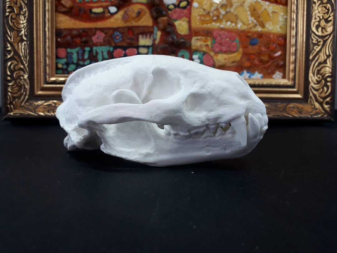 Replica Badger Skull. High Detail Copy of European Badger Skull, Extra