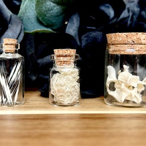 Oddities jar, Oddities vial, Snake shed vial, Mink vertebrae vial, Porcupine quills vial