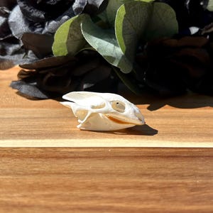 Natural turtle skull