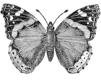 Butterfly vector graphics SVG and PNG