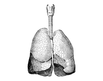 Anatomy lung | Vector graphics | SVG and PNG
