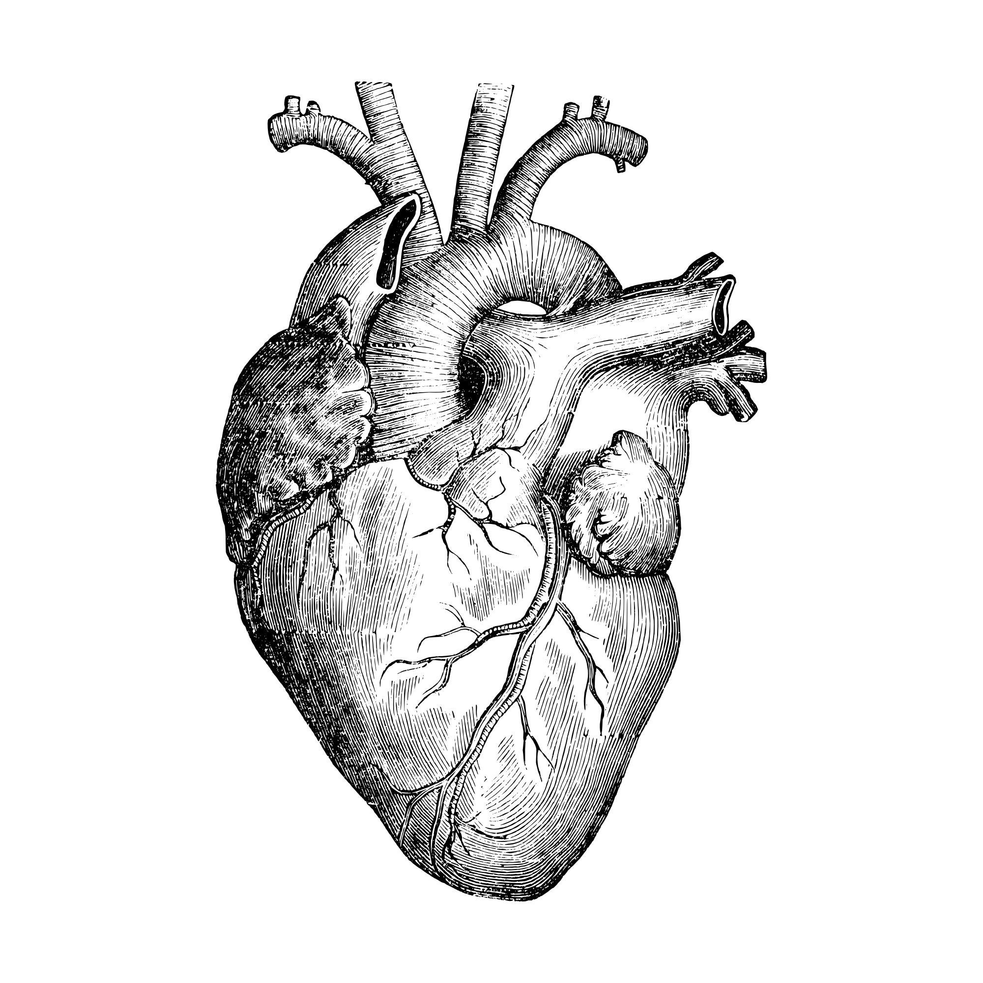Human heart vector graphic SVG and PNG file