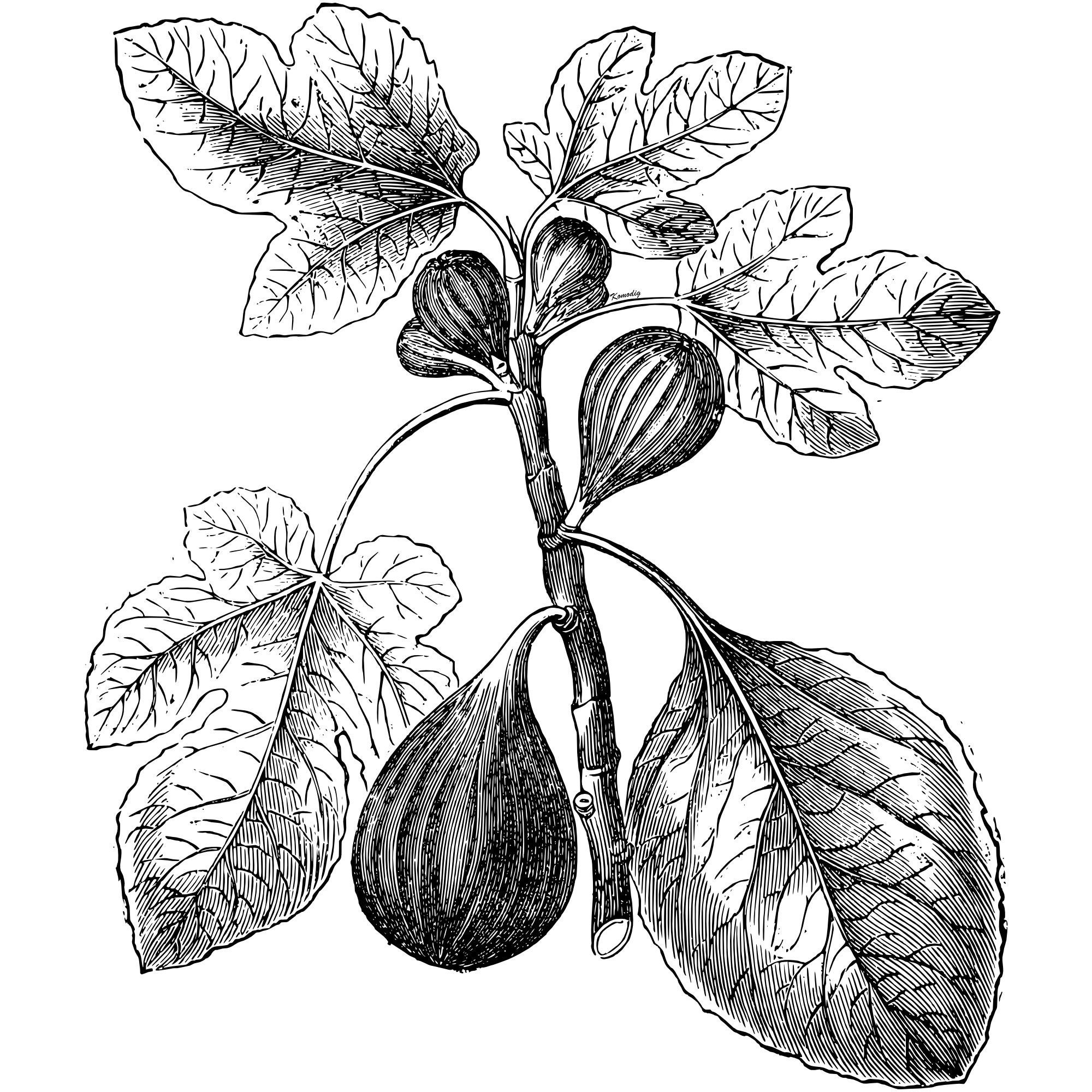 Fig Tree Drawing