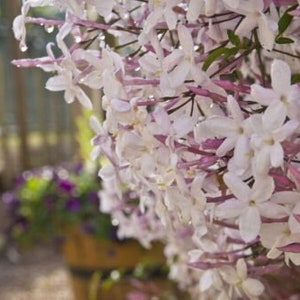 JASMINE POLYANTHUM - FRAGRANT - Starter Plant - Approx 4-6 Inch - 2 1/2 Inch Pot