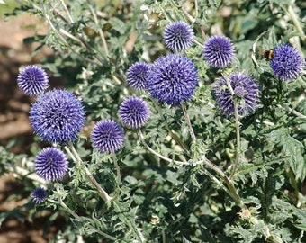 Echinops Ritro - Globe Thistle- STARTER PLANT - Approx 2-4 Inch