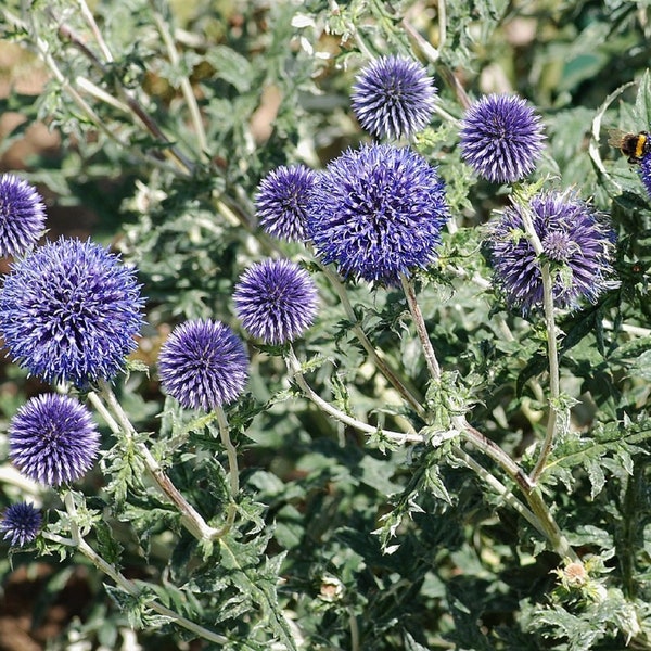 Echinops Ritro - Globe Thistle- STARTER PLANT - Approx 2-4 Inch