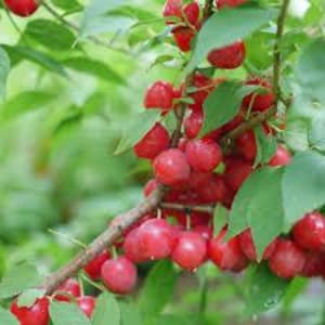 Prunus 'EASY AS PIE' - Bush Cherry - Edible - Starter Plant -Approx 7-10 Inch