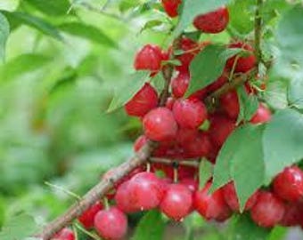 Prunus 'EASY AS PIE' - Bush Cherry - Edible - Starter Plant -Approx 7-10 Inch