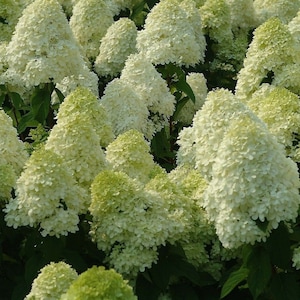 HYDRANGEA PANICULATA &#39;LIMELIGHT&#39; -Starter Plant - Approx 7-10 Inch - Soon Dormant -- Read Description