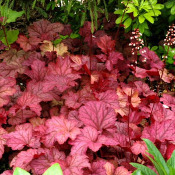 HEUCHERA 'BERRY SMOOTHIE' - Starter Plant