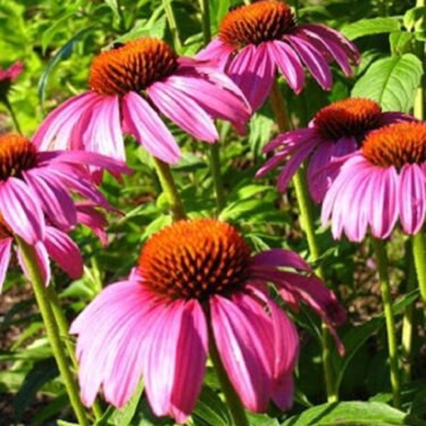 ECHINACEA 'RUBY STAR' - Coneflower - Starter Plant - Dormant