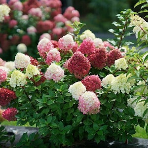 Hydrangea 'LITTLE LIME PUNCH' - Starter Plant - Approx 4-6 Inch