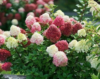 Hydrangea 'LITTLE LIME PUNCH' - Starter Plant - Approx 4-6 Inch