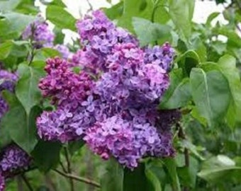 SYRINGA 'CONGO' - LILAC - Fragrant - Starter Plant - Approx 5-7 Inch