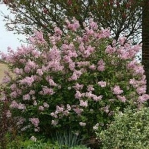 SYRINGA 'JOSEE' - Reblooming Lilac - Fragrant - Starter Plant - Approx 6-8 Inch