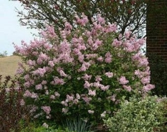 SYRINGA 'JOSEE' - Reblooming Lilac - Fragrant - Starter Plant - Approx 6-8 Inch