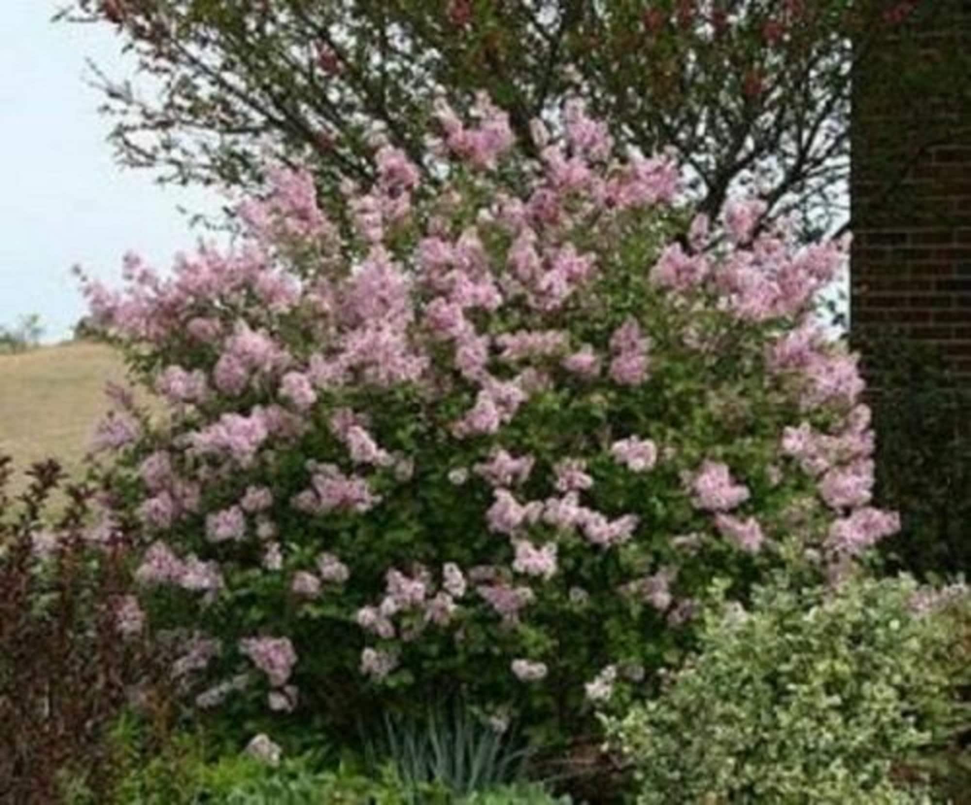 SYRINGA 'JOSEE' Reblooming Lilac Fragrant Starter Plant Approx 6-8 Inch  Dormant/leafless - Etsy