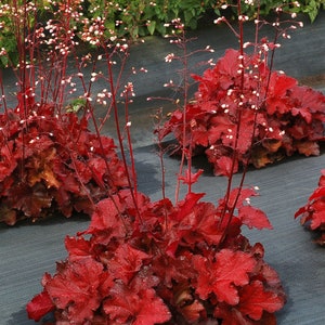 HEUCHERA 'FOREVER RED - Starter Plant