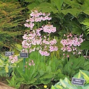 PRIMULA JAPONICA MIX' - Primrose - Starter Plant